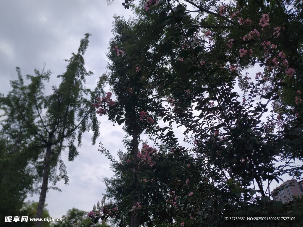 繁茂樹木與朦朧天空
