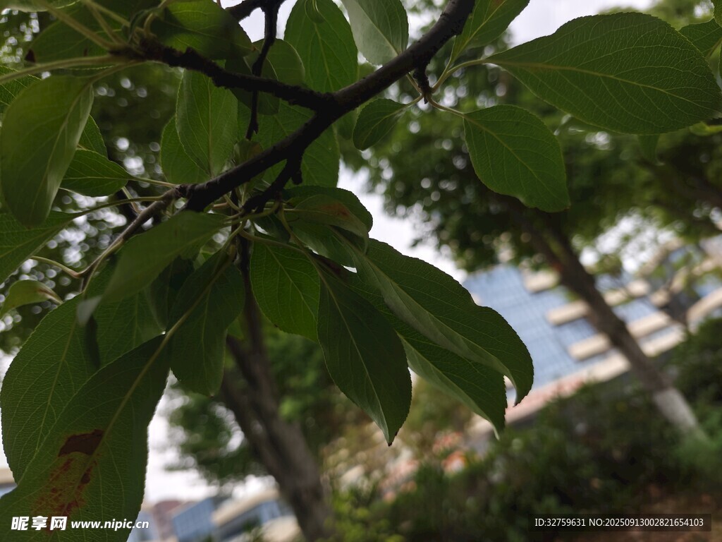 綠葉繁茂的枝頭景象