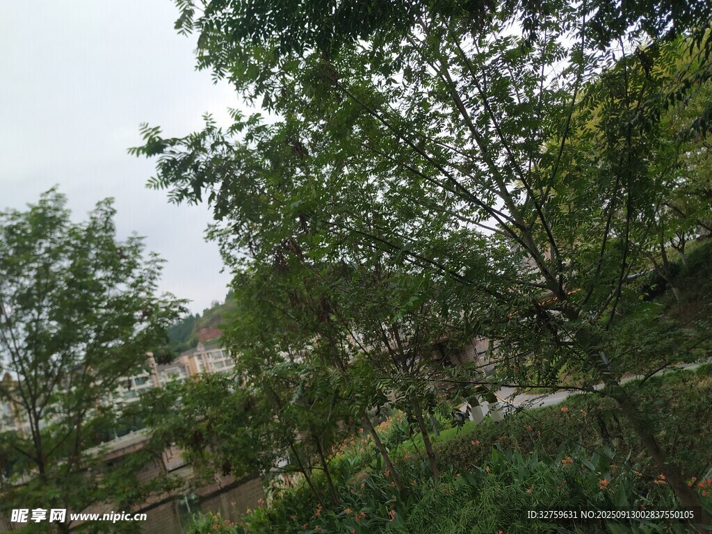 戶外綠樹植被景觀