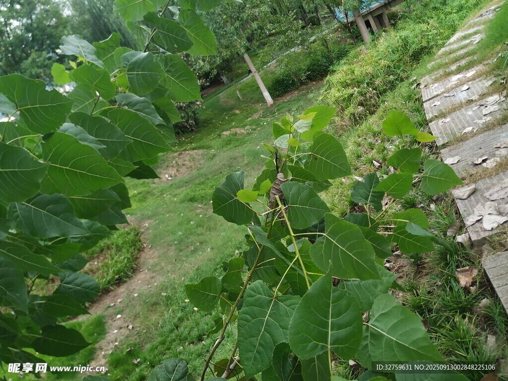 鄉(xiāng)村綠意盎然的田園小徑