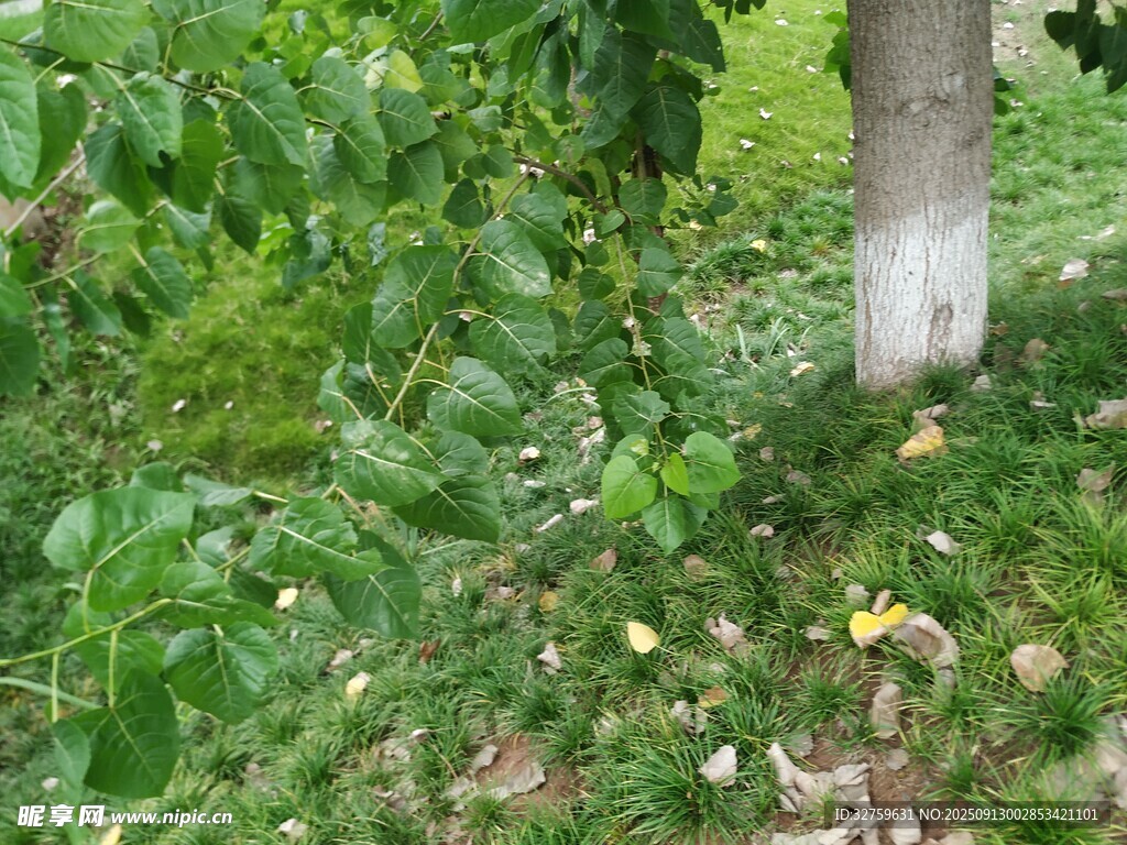 樹下綠植景象