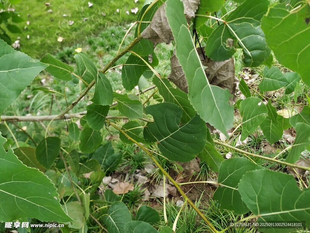 綠葉間的繁茂植物景象