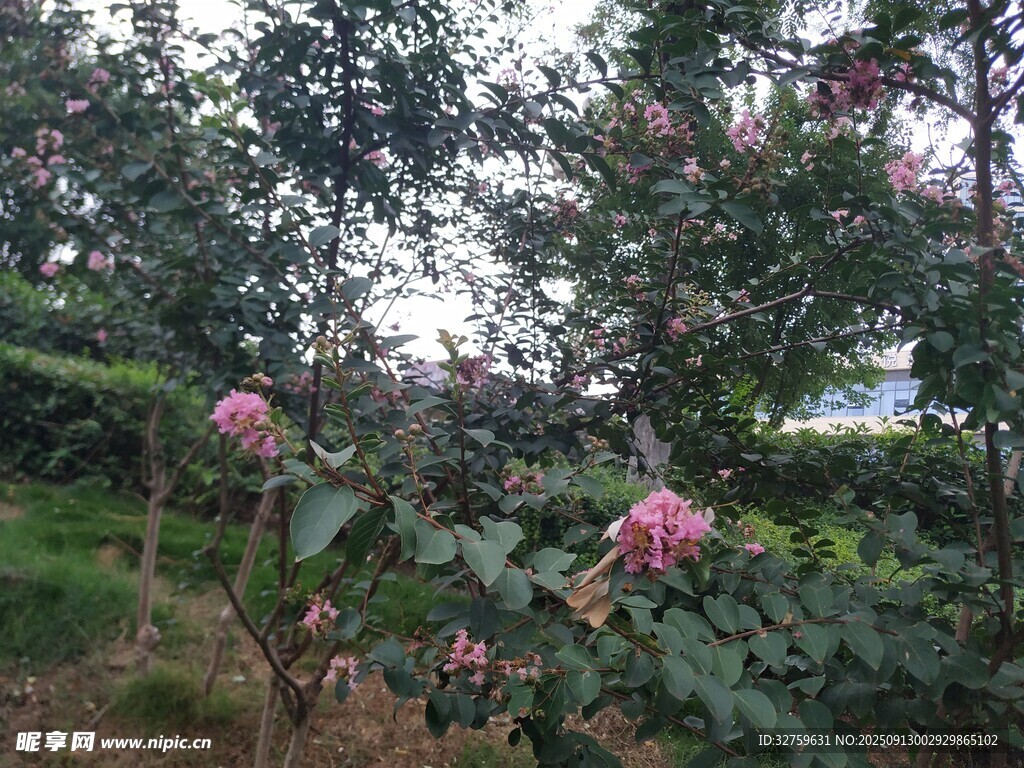 繁花滿樹的美麗植物景觀