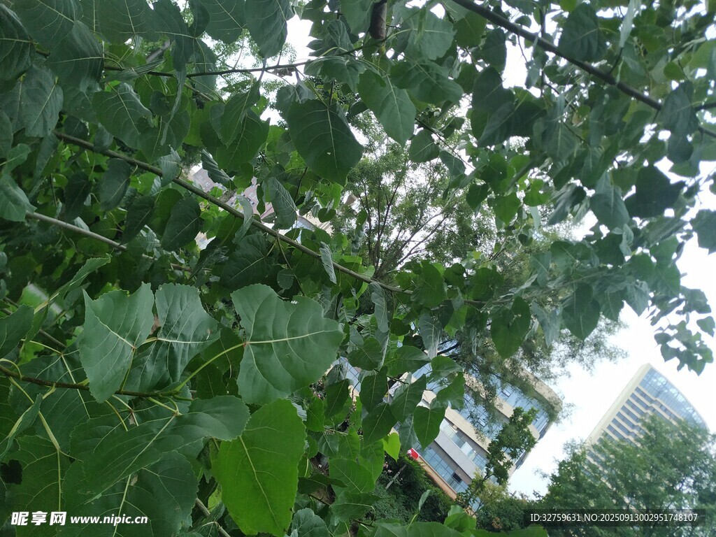 繁茂枝葉間的綠意景象