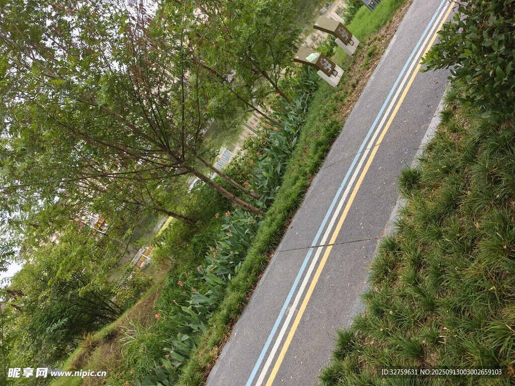 蜿蜒公路旁的蔥郁綠植