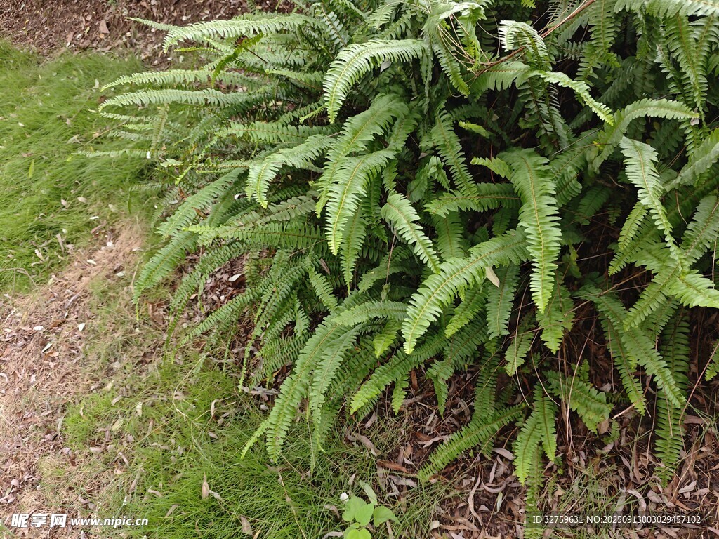 翠綠蕨類植物生機(jī)盎然