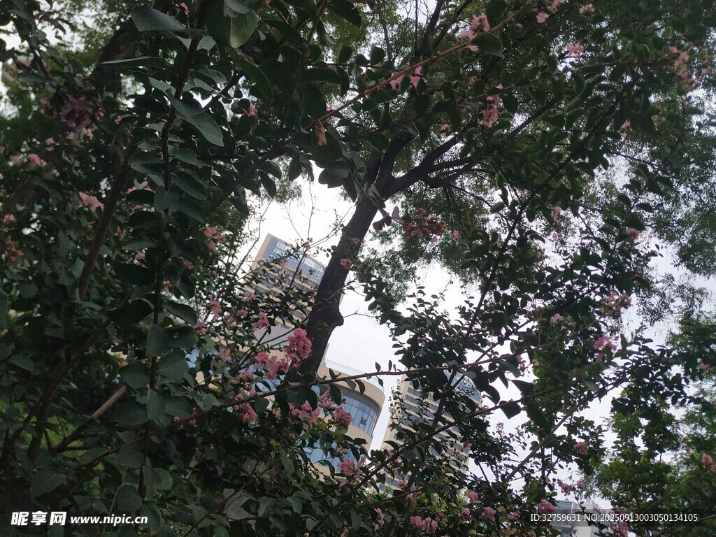 繁茂枝葉間的斑駁天空