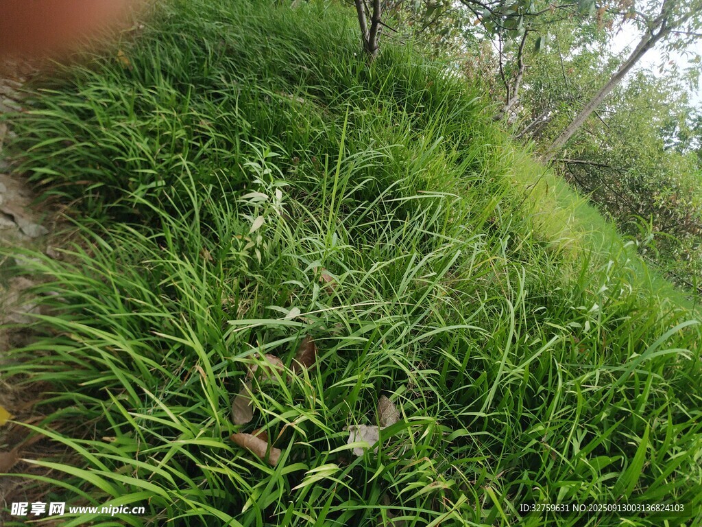 野外蔥郁草地景觀