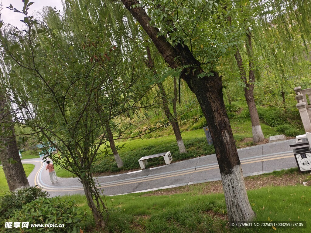 路邊垂柳與綠植景觀