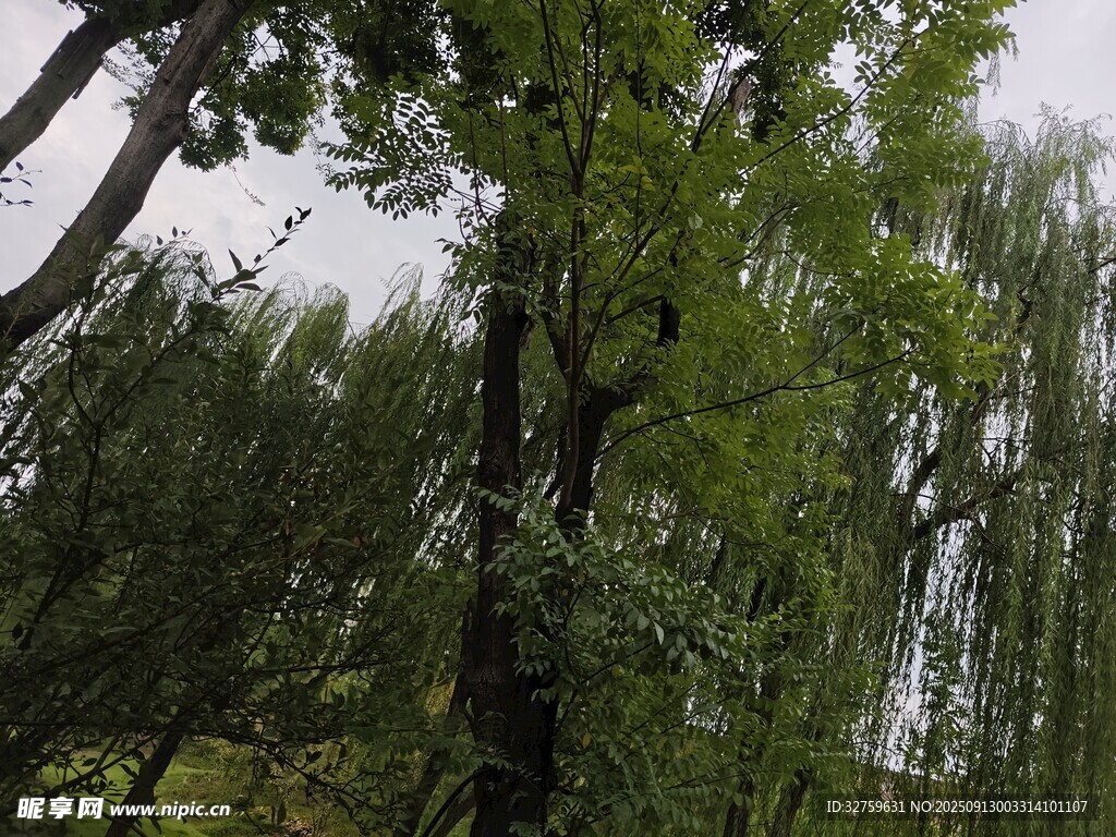 繁茂綠樹(shù) 