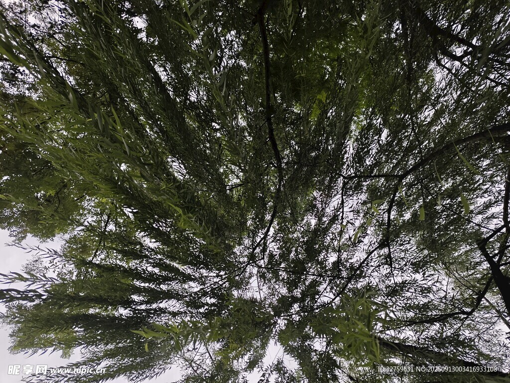 雪覆松枝的冬日景致