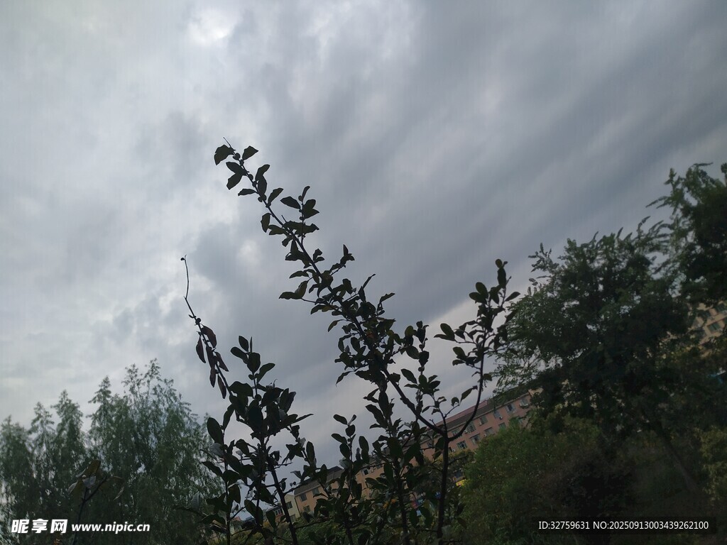 陰天中的綠植與天空