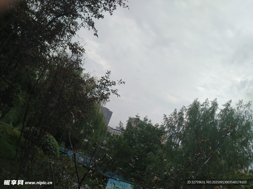 陰天樹林景象