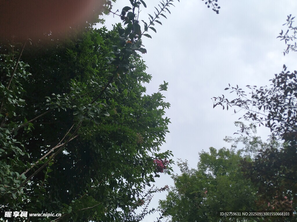 仰視茂密樹林中的天空