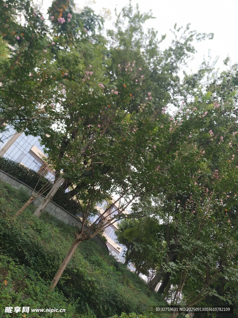 綠樹成蔭的戶外景致