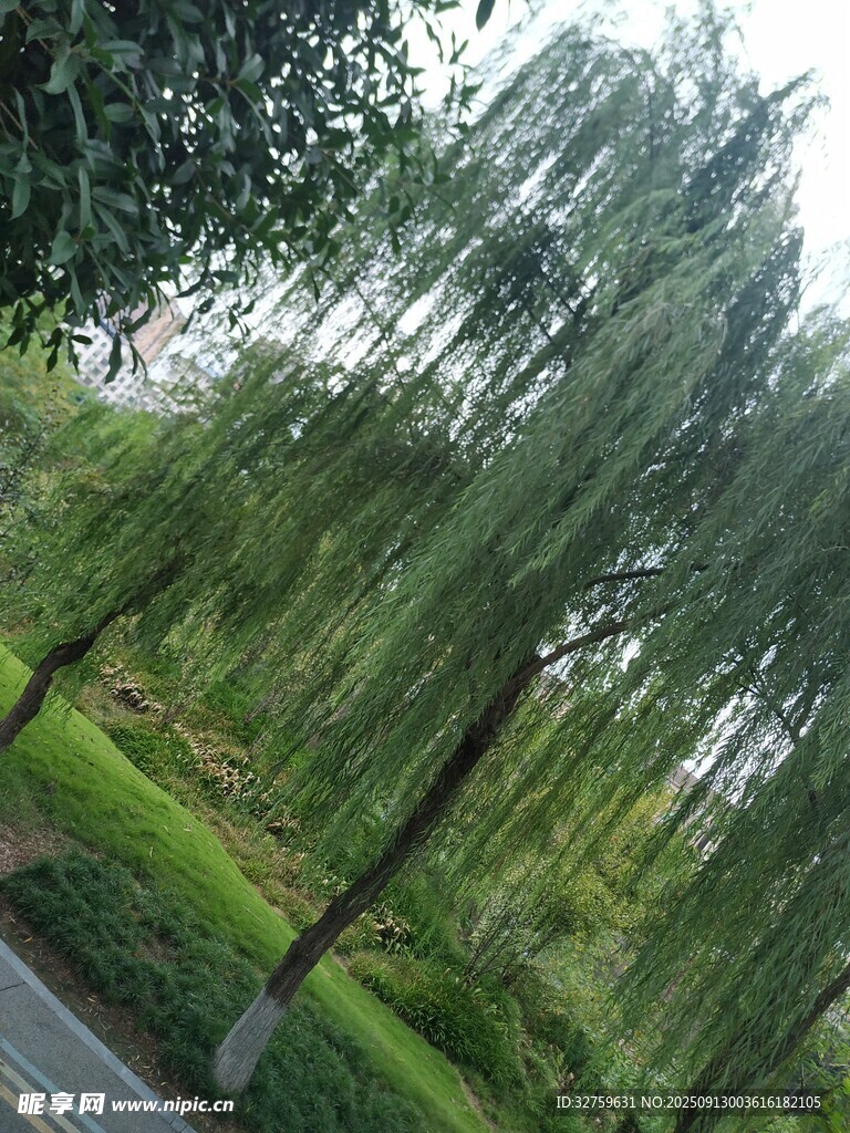 垂柳依依的清新園林景色