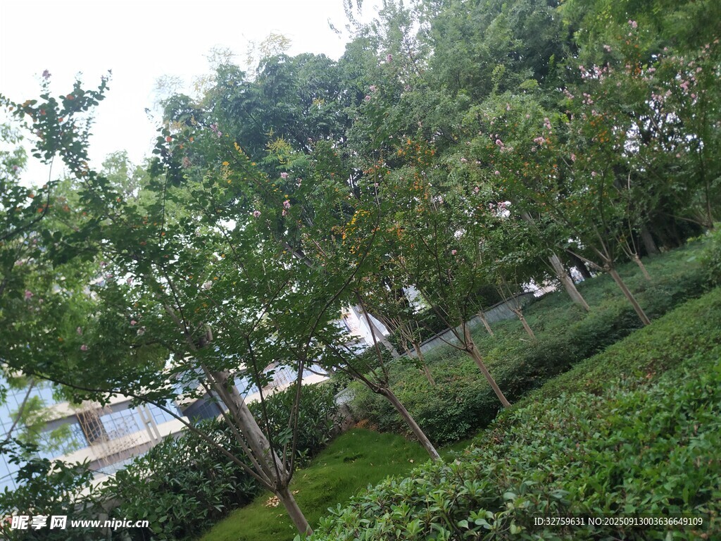 綠意盎然的戶外樹(shù)林景觀