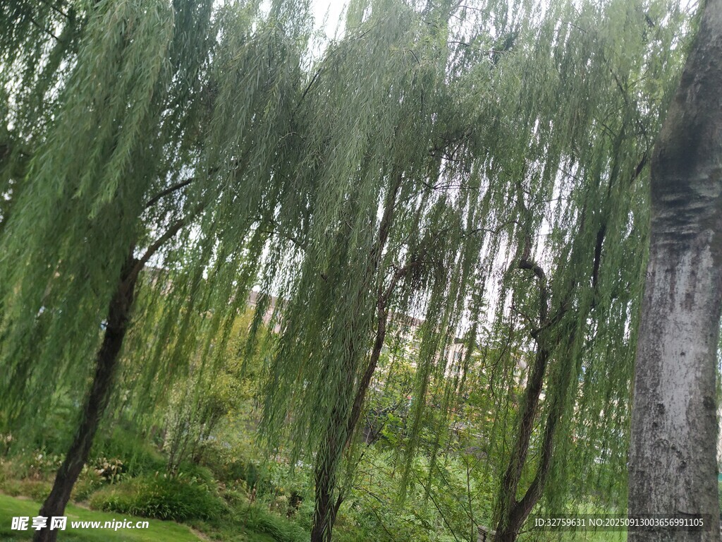 垂柳依依的綠意林間