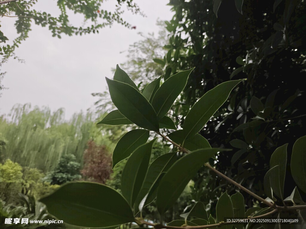 綠葉繁茂的自然景致