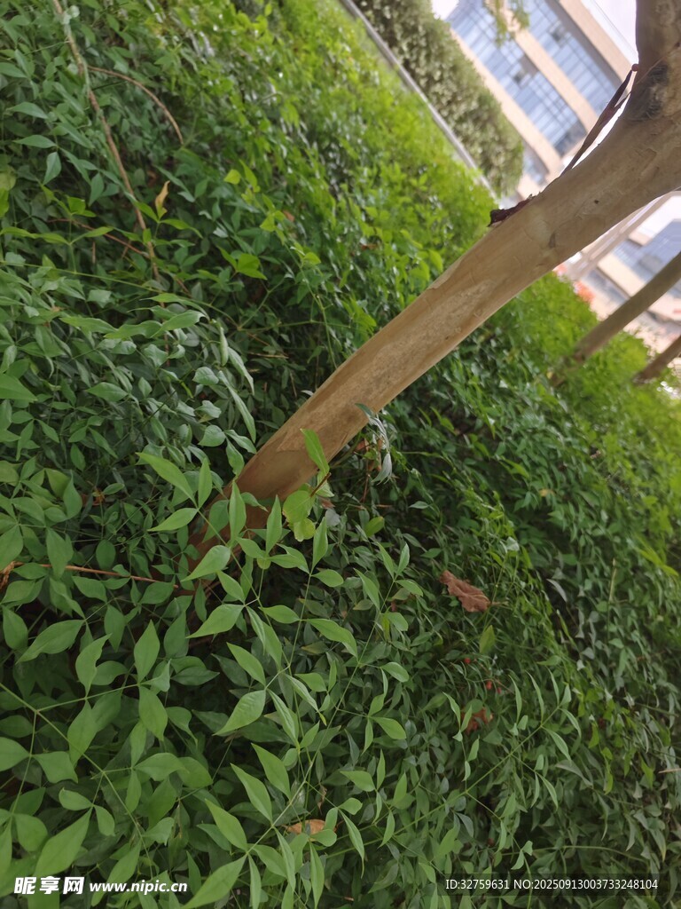 木桿旁的繁茂綠植