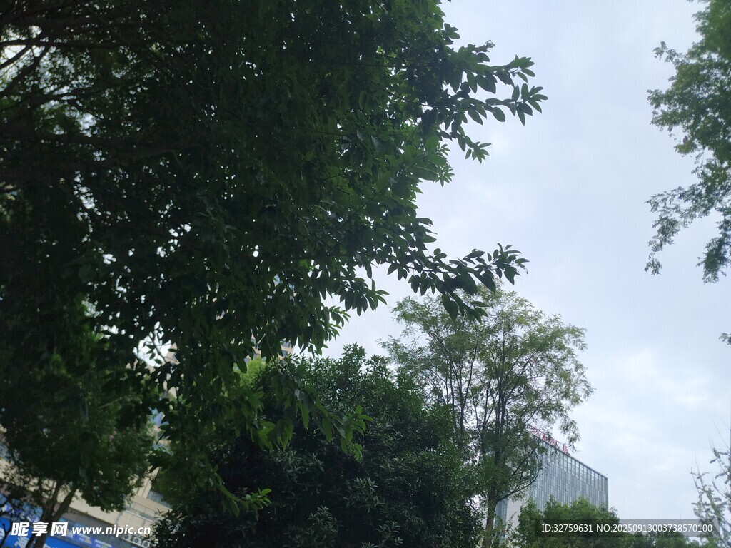綠樹成蔭的戶外景象