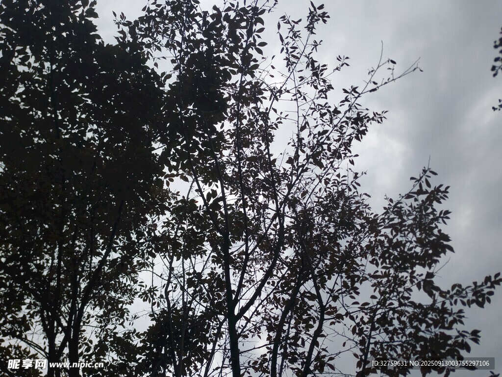 天空下的繁茂樹(shù)木