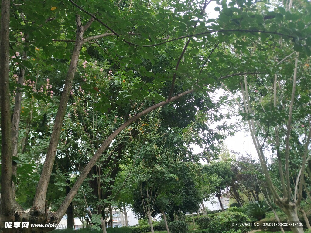 繁茂樹林中的綠意景致