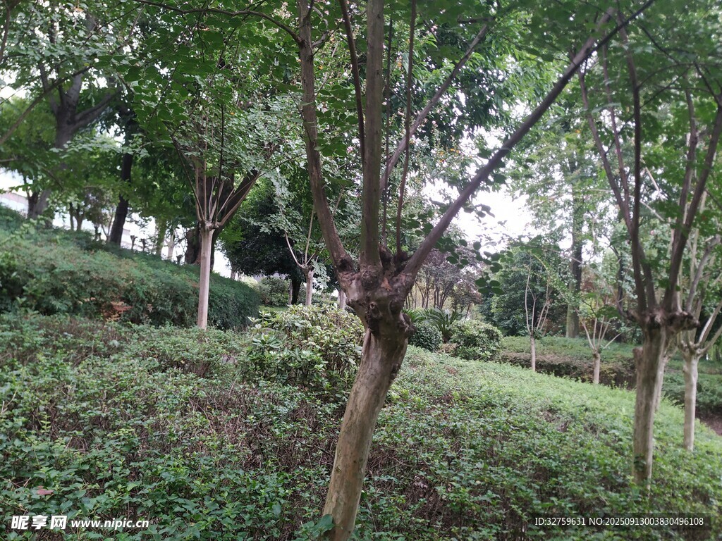 綠樹成蔭的林間景象