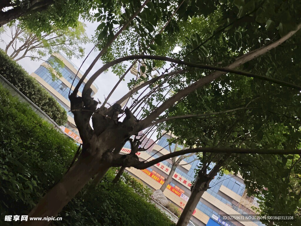 繁茂樹木下的多彩建筑