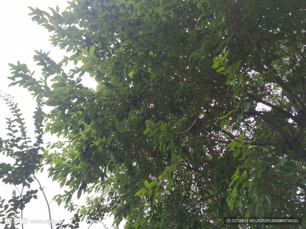 繁茂綠樹 