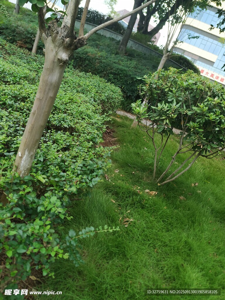 綠意盎然的園林景觀
