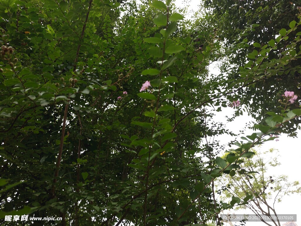 茂密樹林中的繁茂枝葉