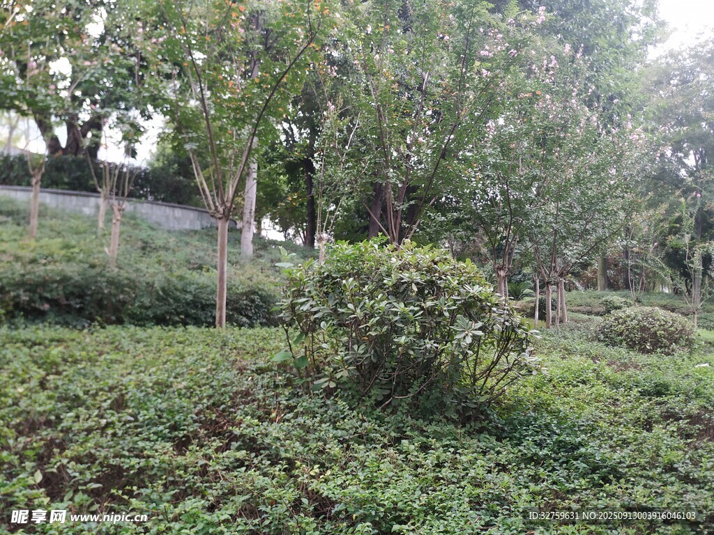 綠意盎然的林間植被景觀