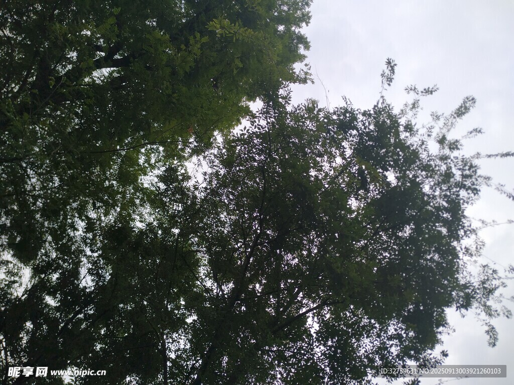 仰視繁花滿樹的景象