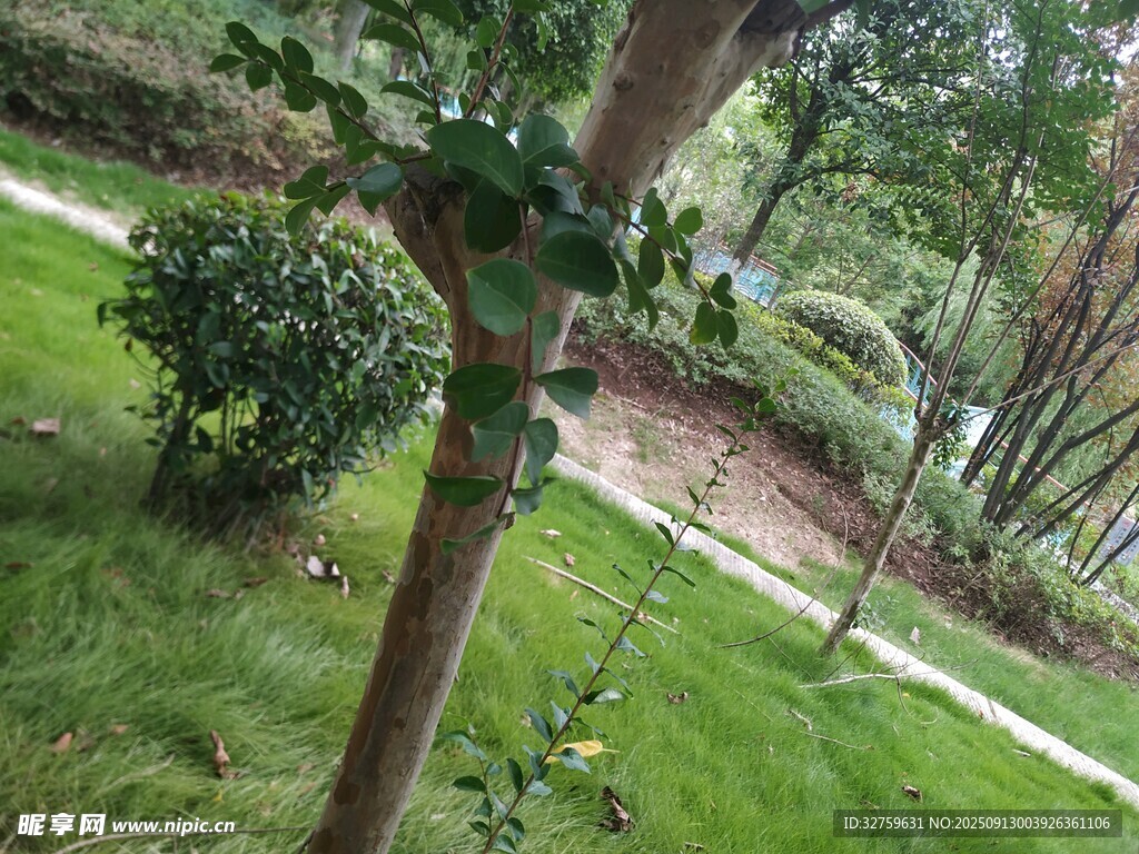 綠意盎然的園林景觀