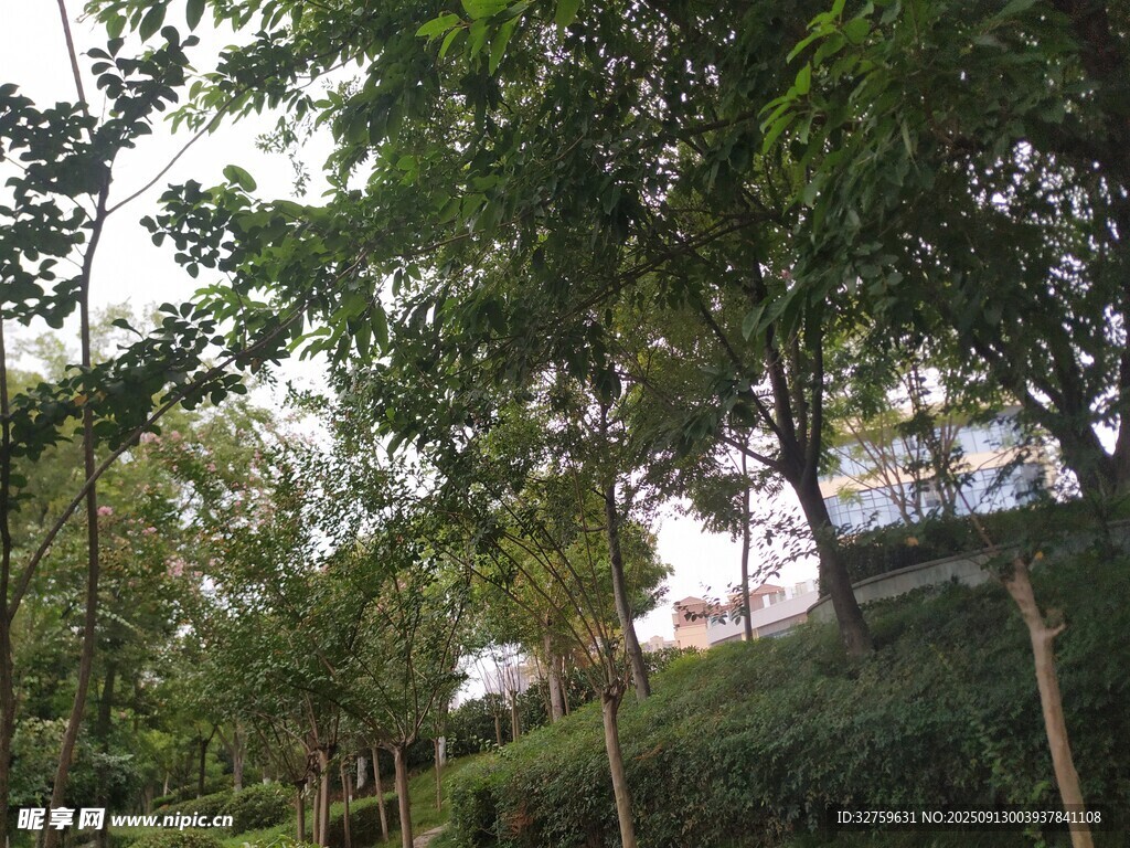 林間綠意盎然的自然景致