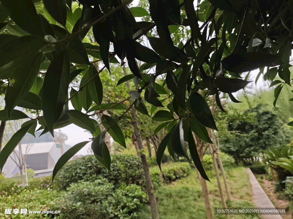 繁茂綠植下的小徑風(fēng)光