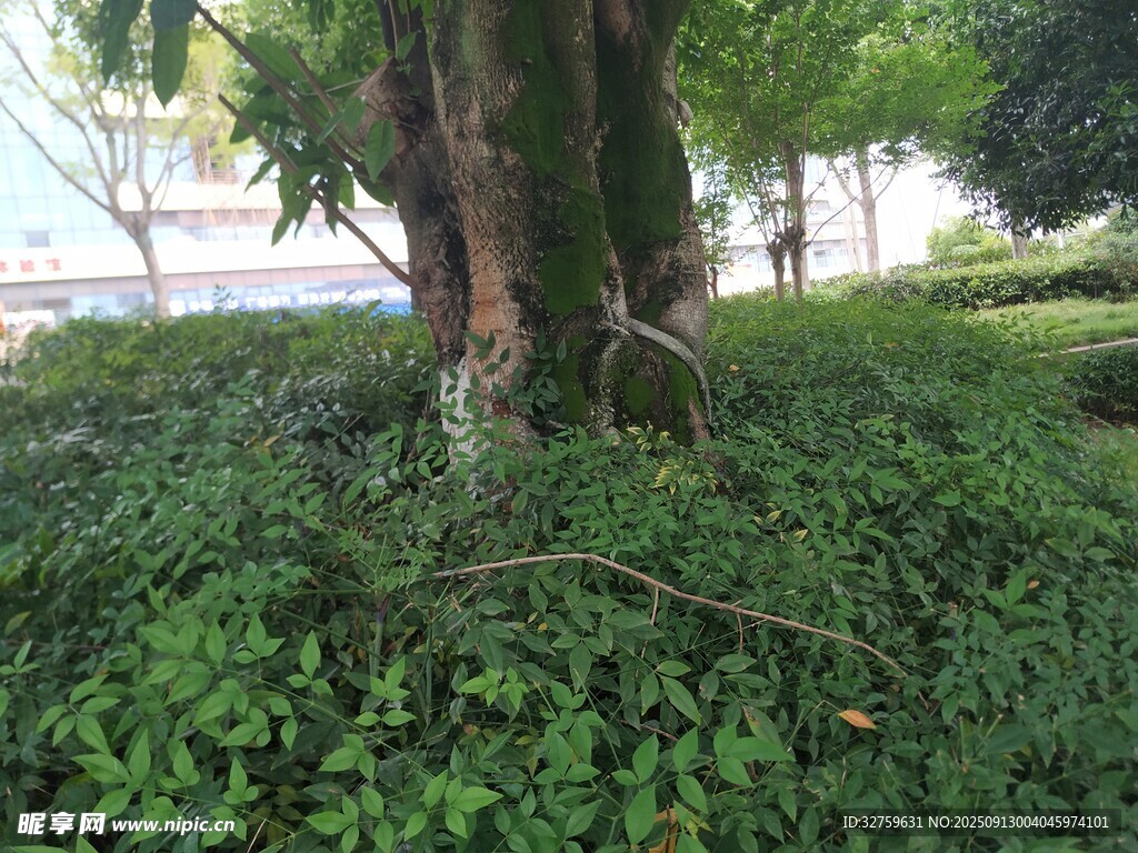 樹下繁茂綠植景觀
