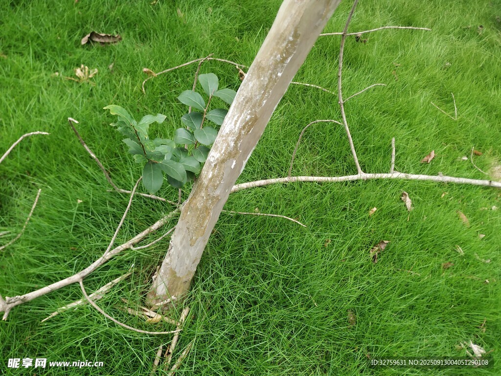 草地上的細(xì)樹(shù)枝