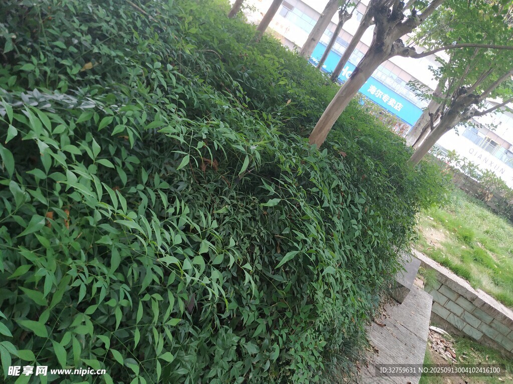 路邊翠綠繁茂的植物景觀