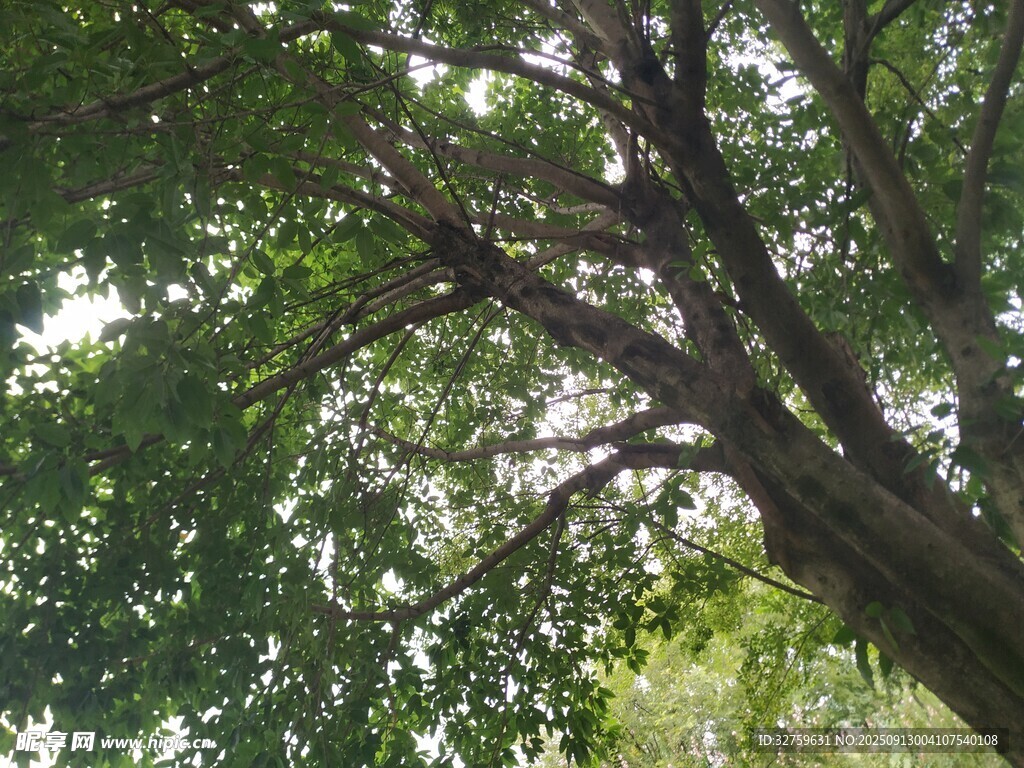 仰視繁茂大樹枝葉