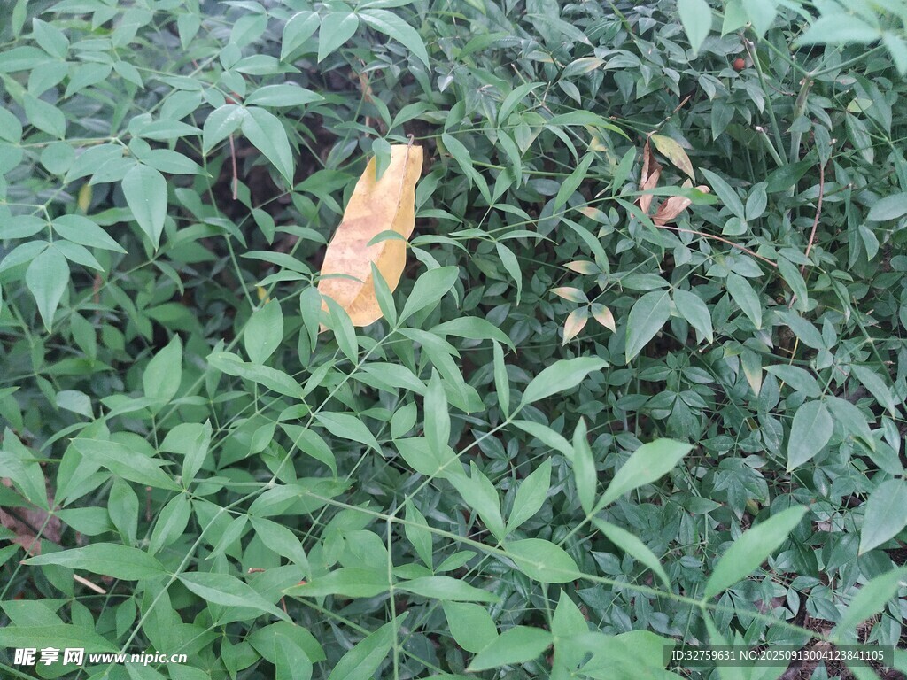 玉米生長(zhǎng)在繁茂綠葉間