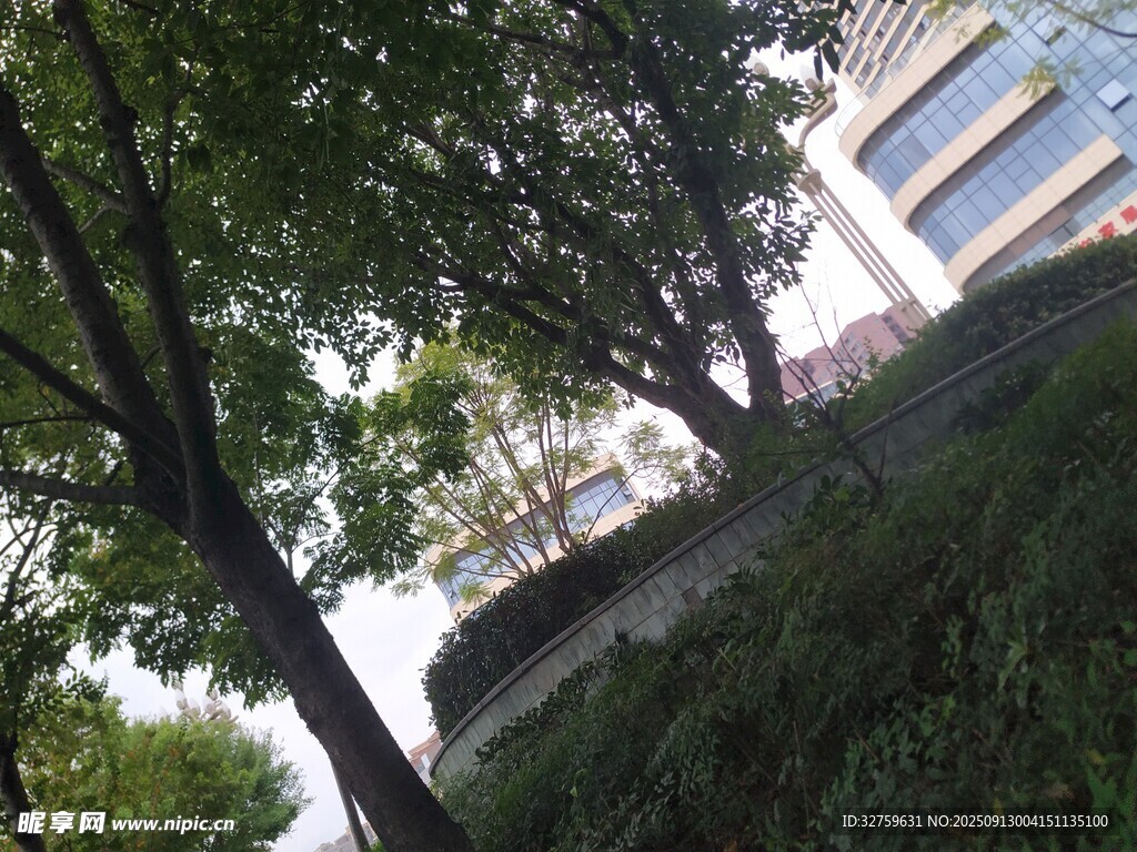 城市中蔥郁樹木與建筑景觀