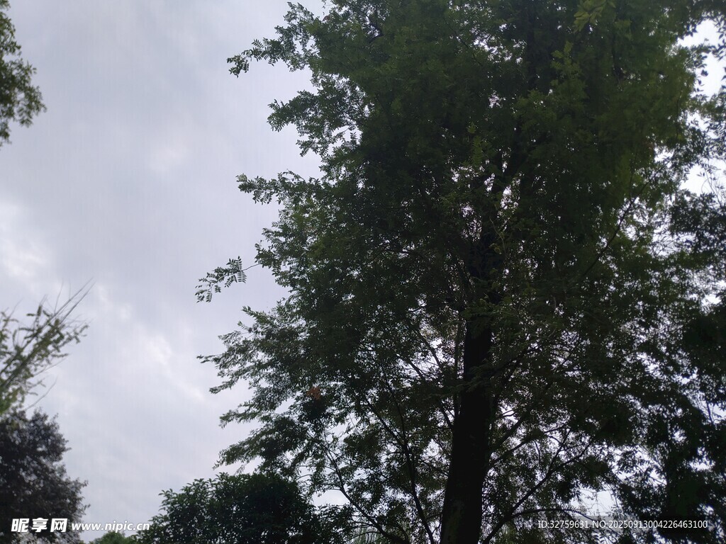 仰視蔥郁樹木