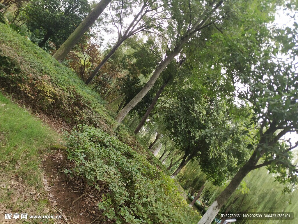 綠意盎然的戶外園林景觀