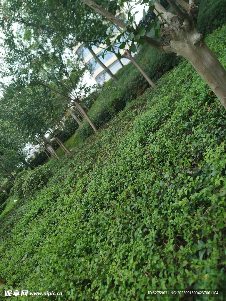 綠意盎然的繁茂植被景觀