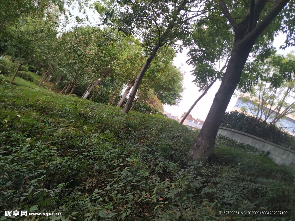 林間綠意盎然的自然景致