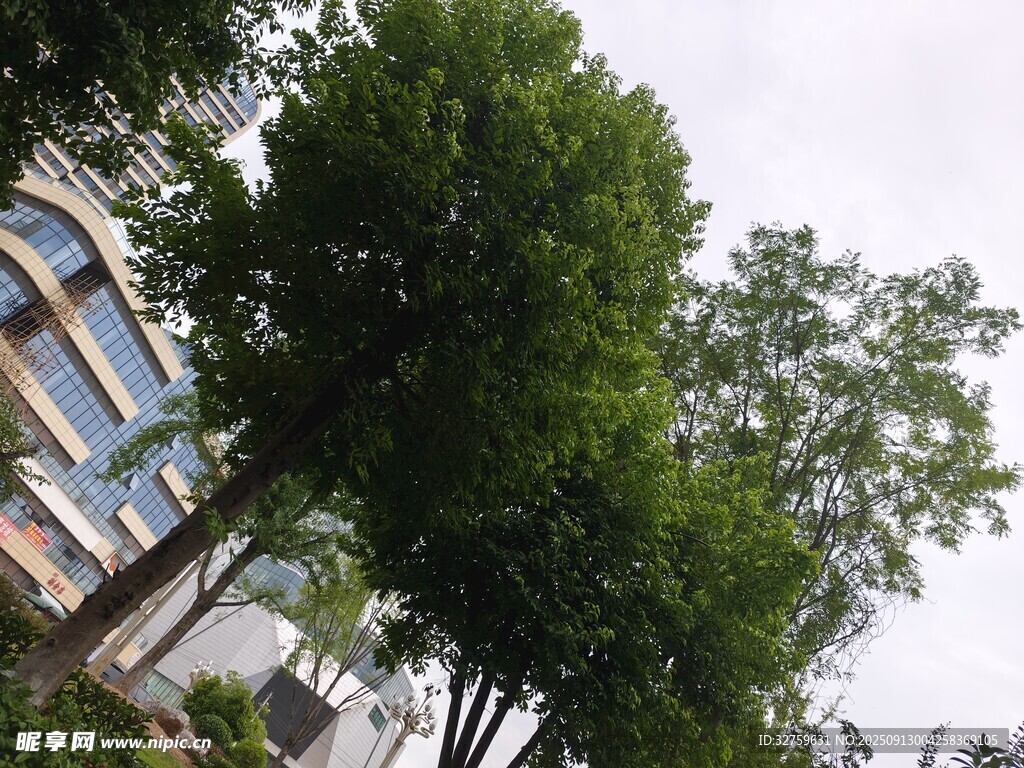綠樹環(huán)繞的建筑景觀