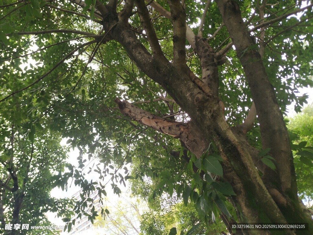 繁茂綠樹(shù)間的光影景致