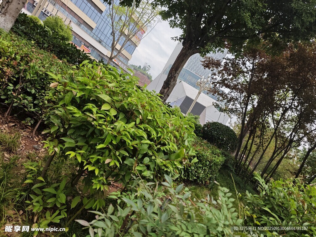 城市中的綠植景觀